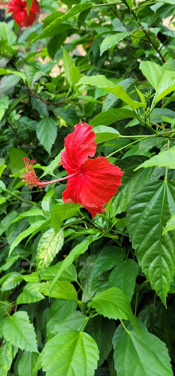 Rose of China(Hibiscus rosa-sinensis)blooms