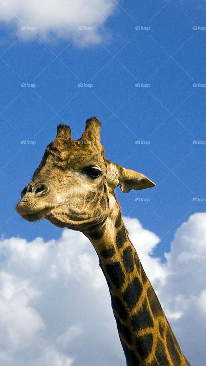 And now the giraffe 