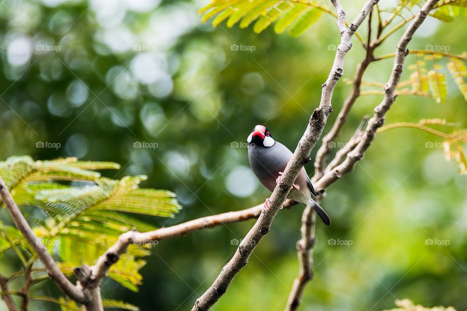 Java Sparrow 