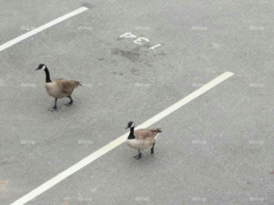 Geese walking in parking lot