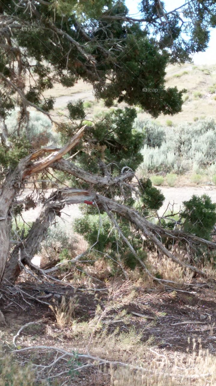 random tree. random tree up the mountain,  can you spot it? 