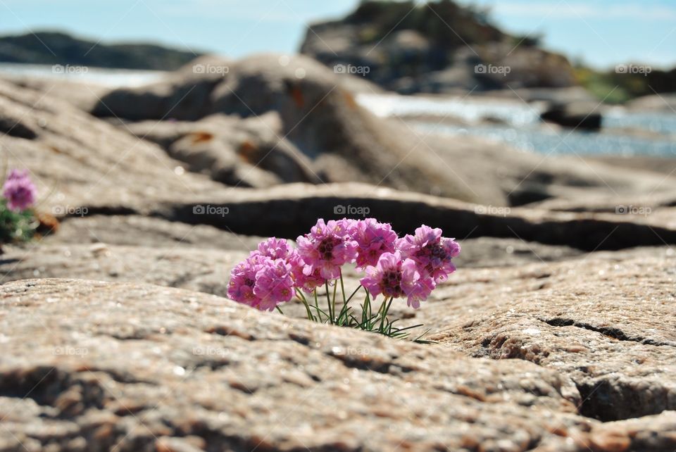 Thrift-sea pink