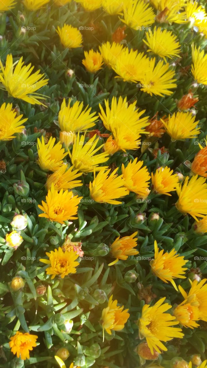 Yellow flowers