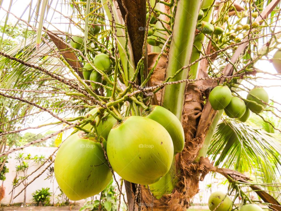 Coconuts in palm tree