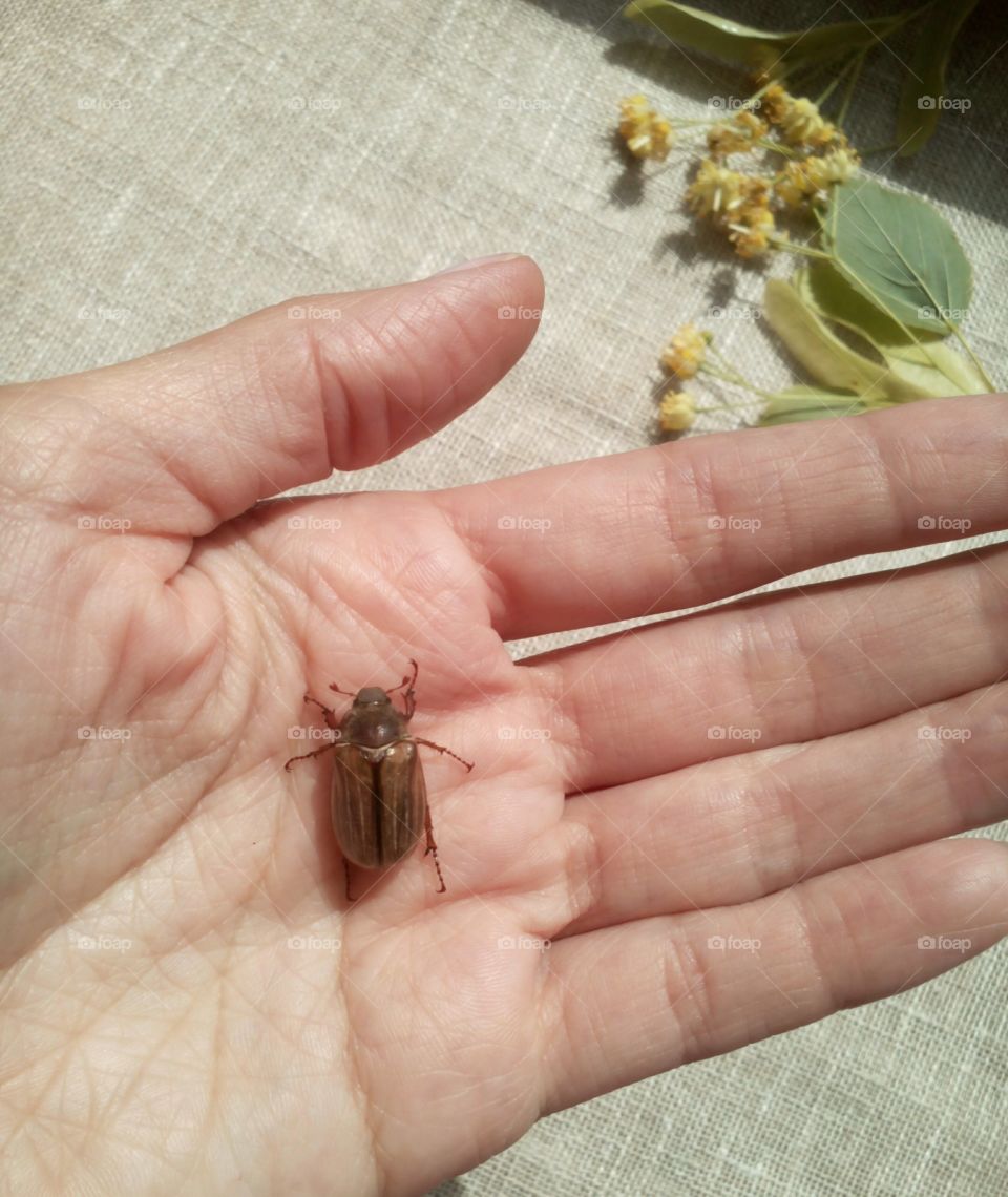 beetle in hand