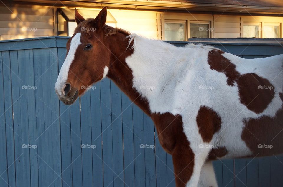 American Paint Horse