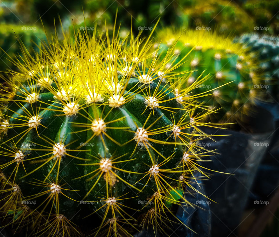 The cactus has many thorns.