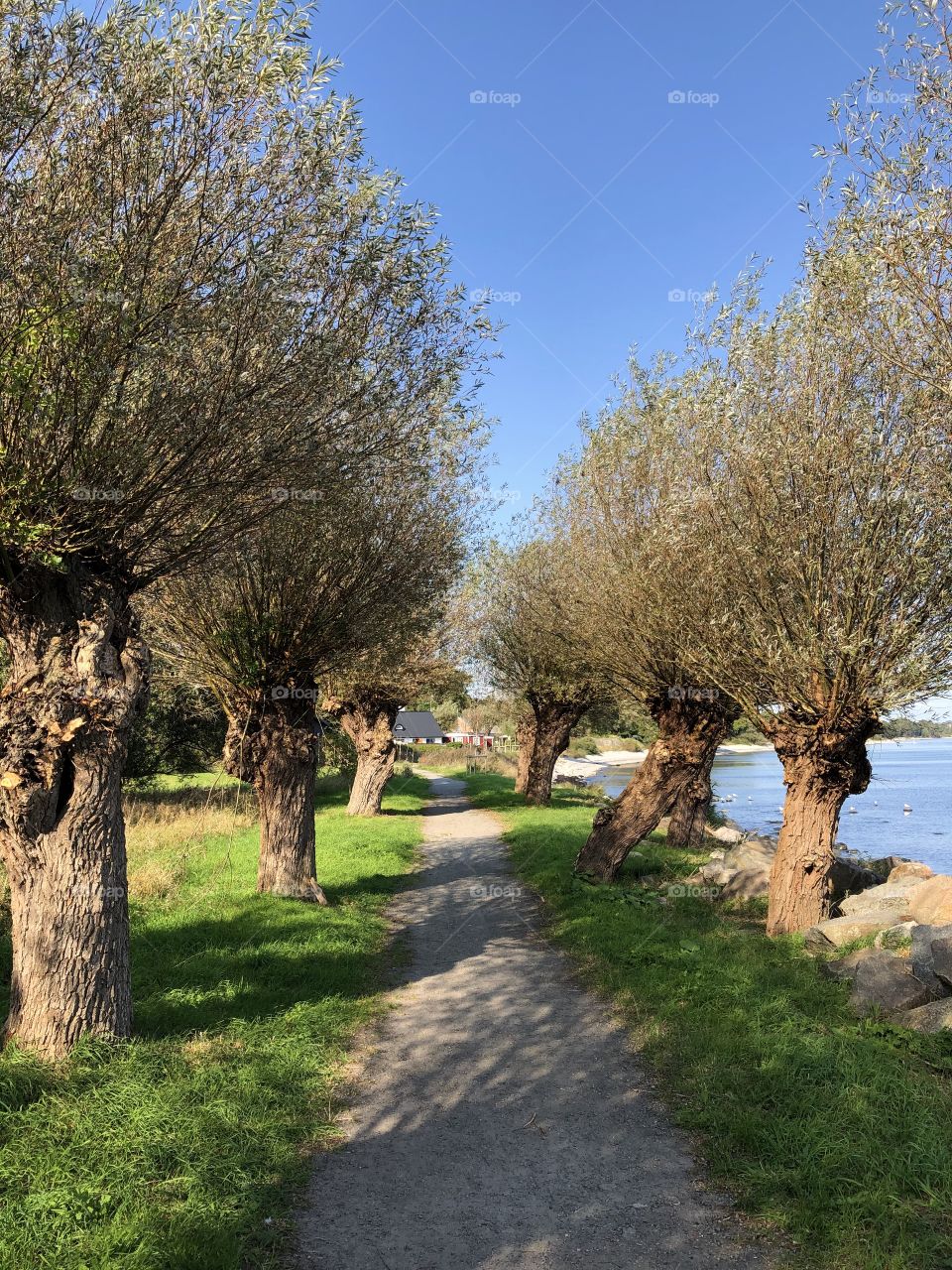 Beautiful tree alley