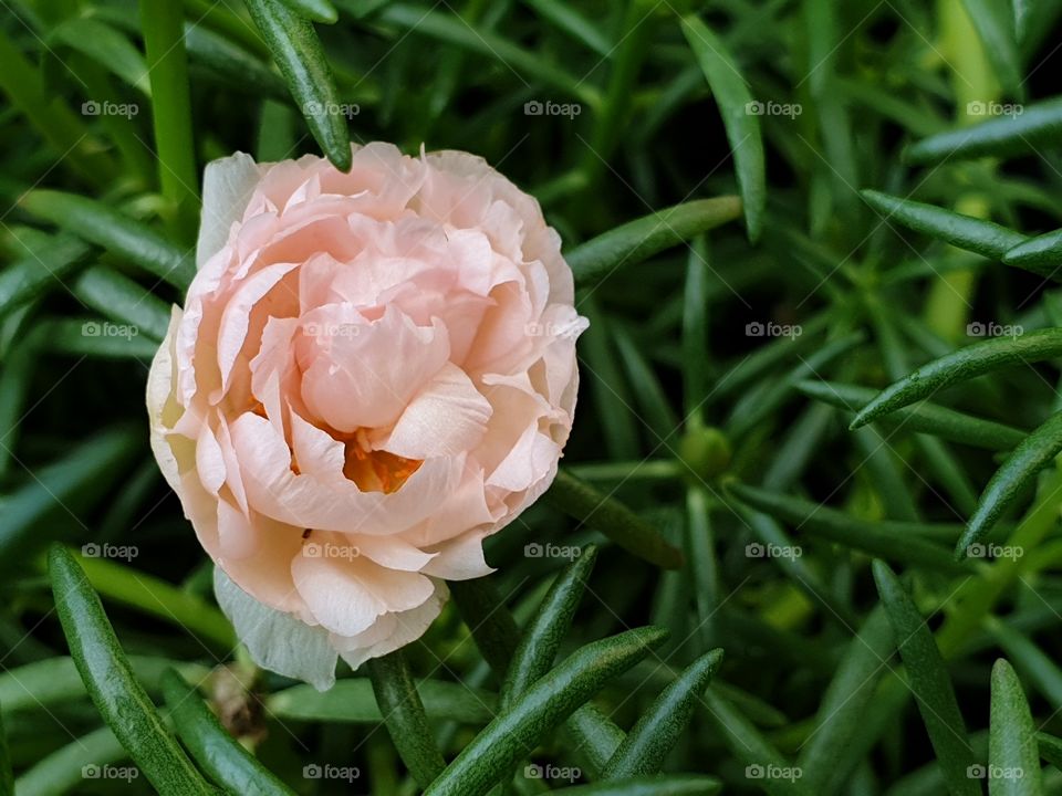 my beautiful Portulaca grandiflora