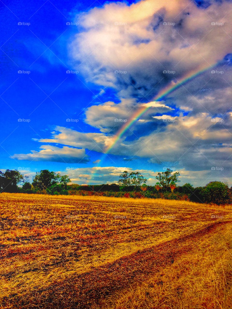 Rainbow over farmland. 
