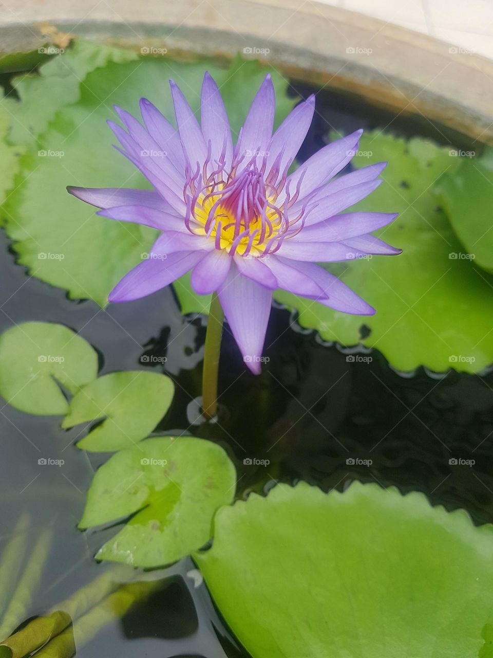 colored lotus