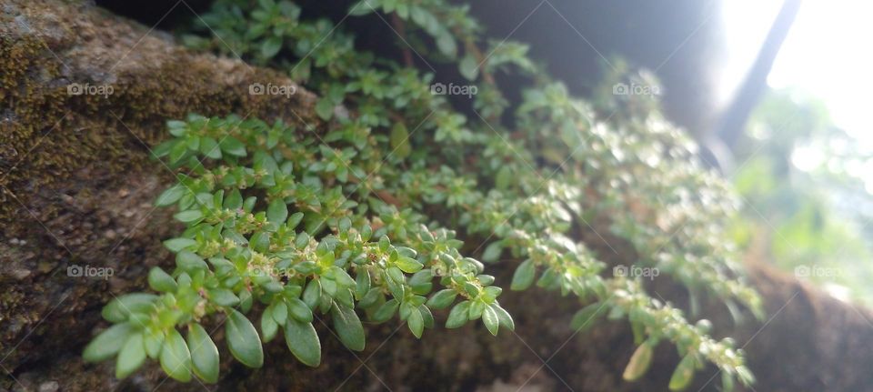 naturelove, green, natural, beautiful, plants, grern color