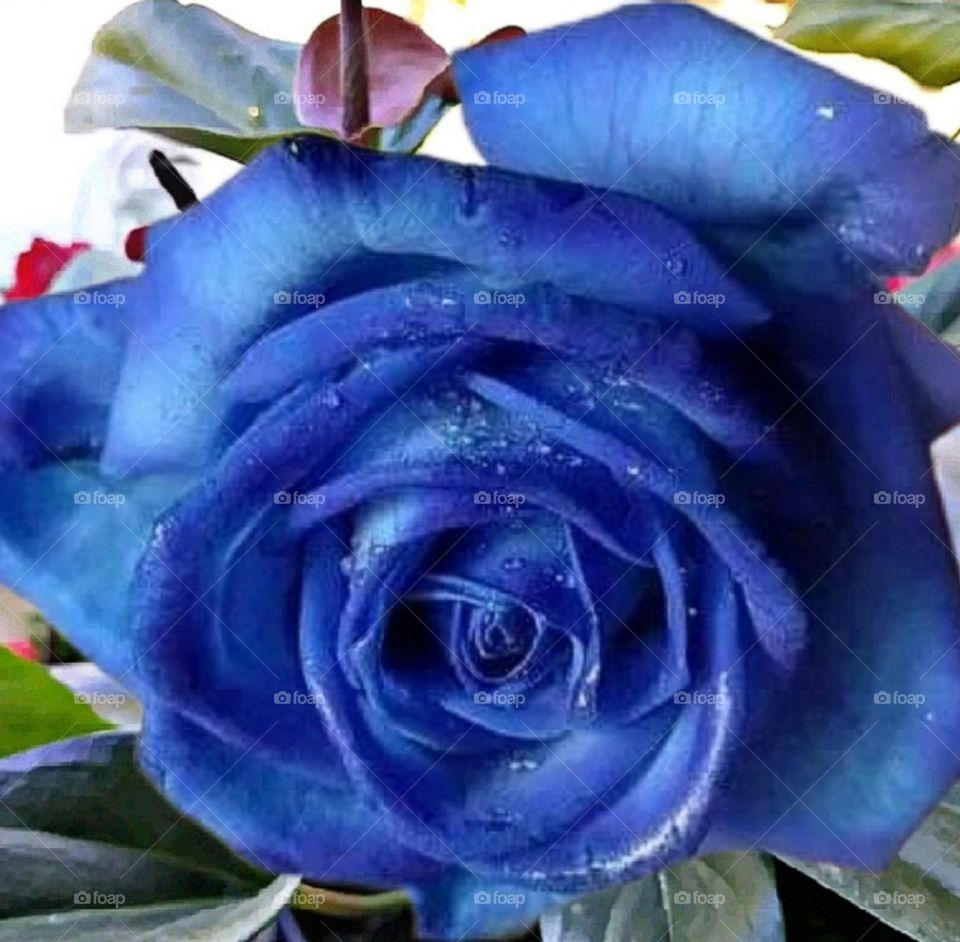 most beautiful and attractive flowers.