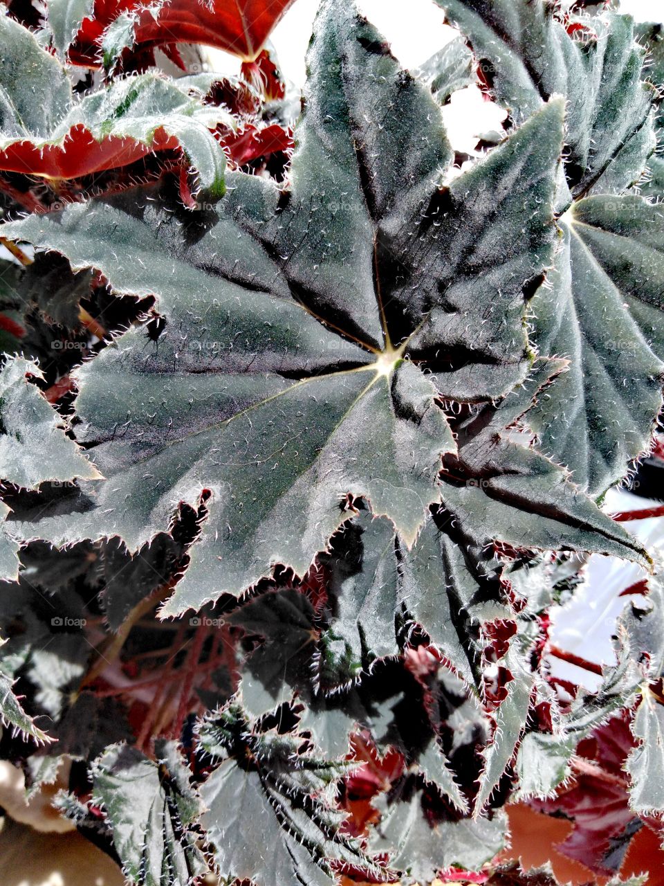 Комнатный цветок