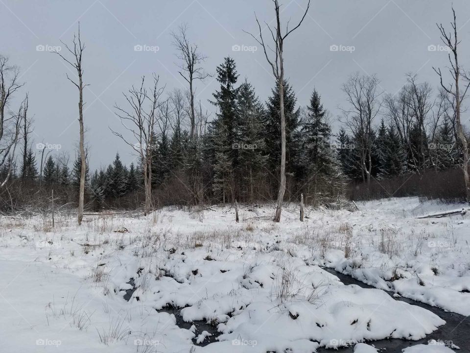Winter forest view