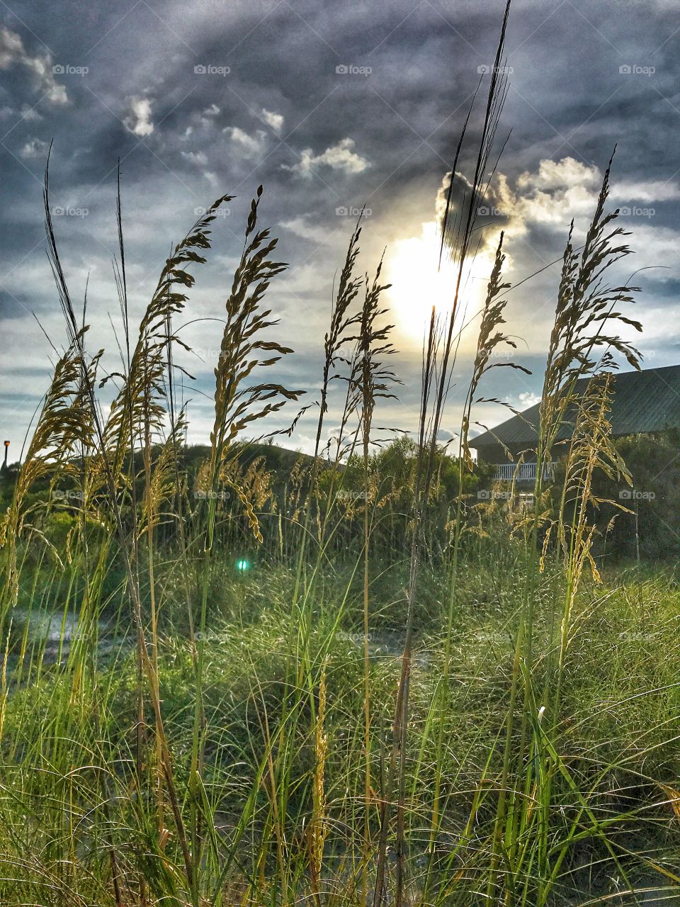 Sea Oats at sunset