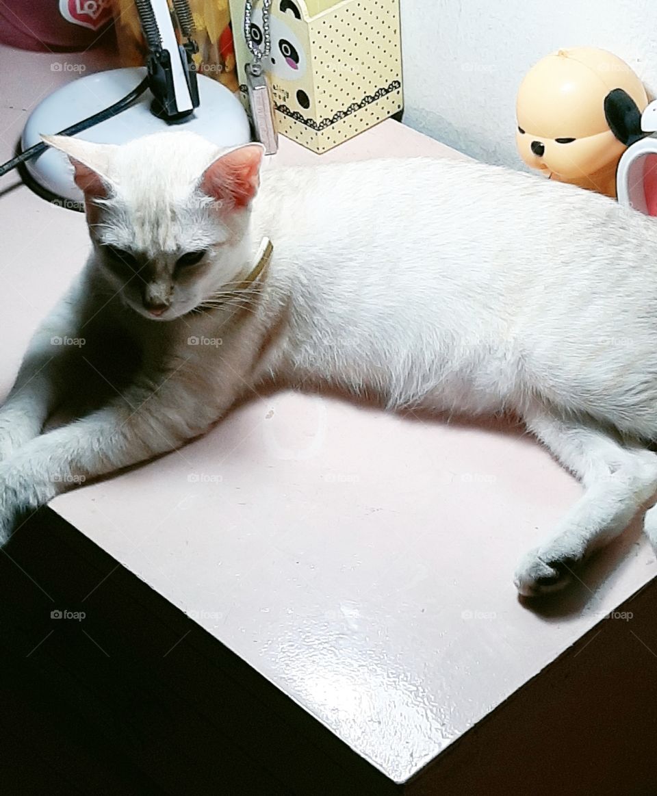 When  i start to read the book,my cat likes to sit on my table