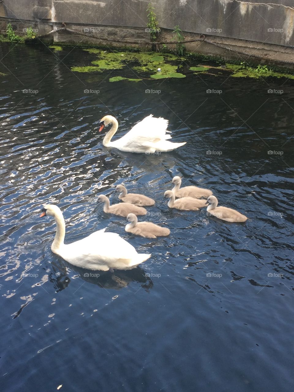 Swan family swimming together on river 