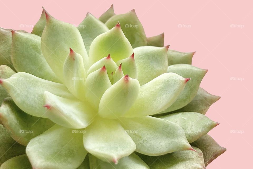 Backgrounds, copy space, succulent against pink background 
