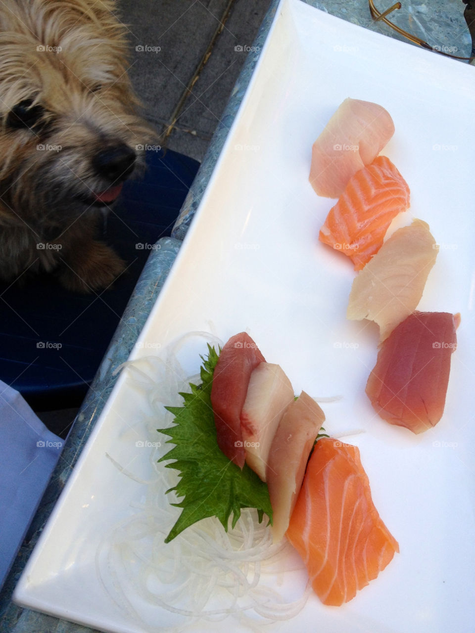food dog sushi fish by martini