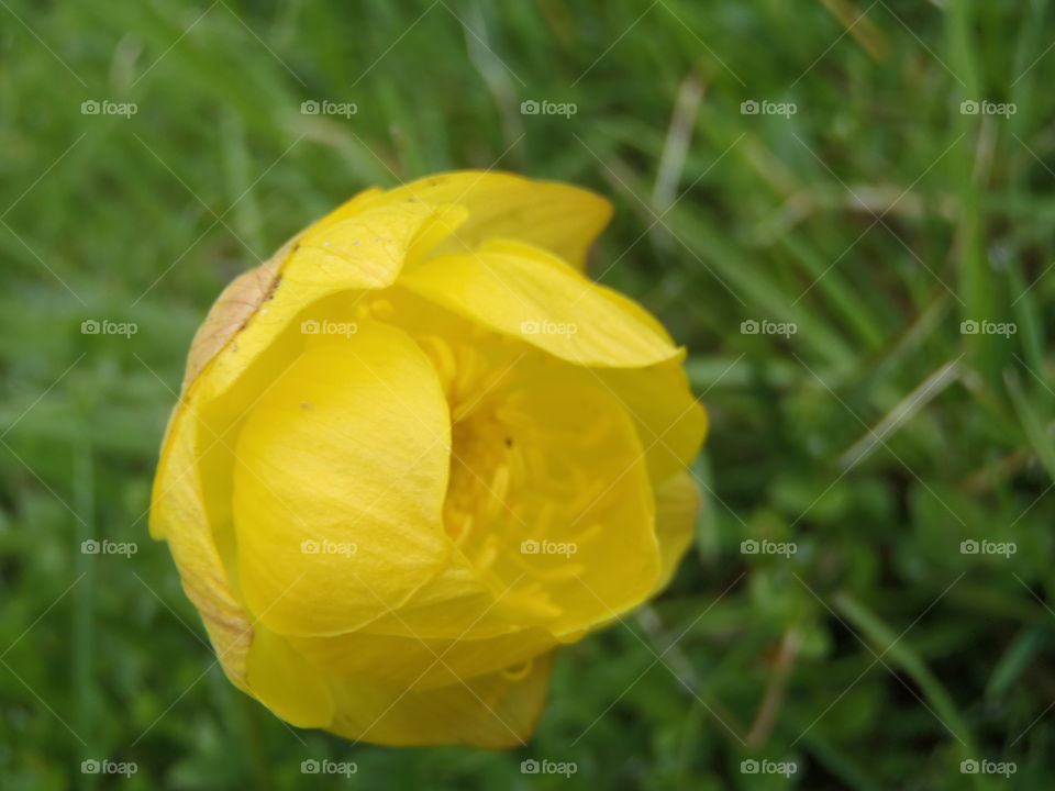 Globeflower from a side 