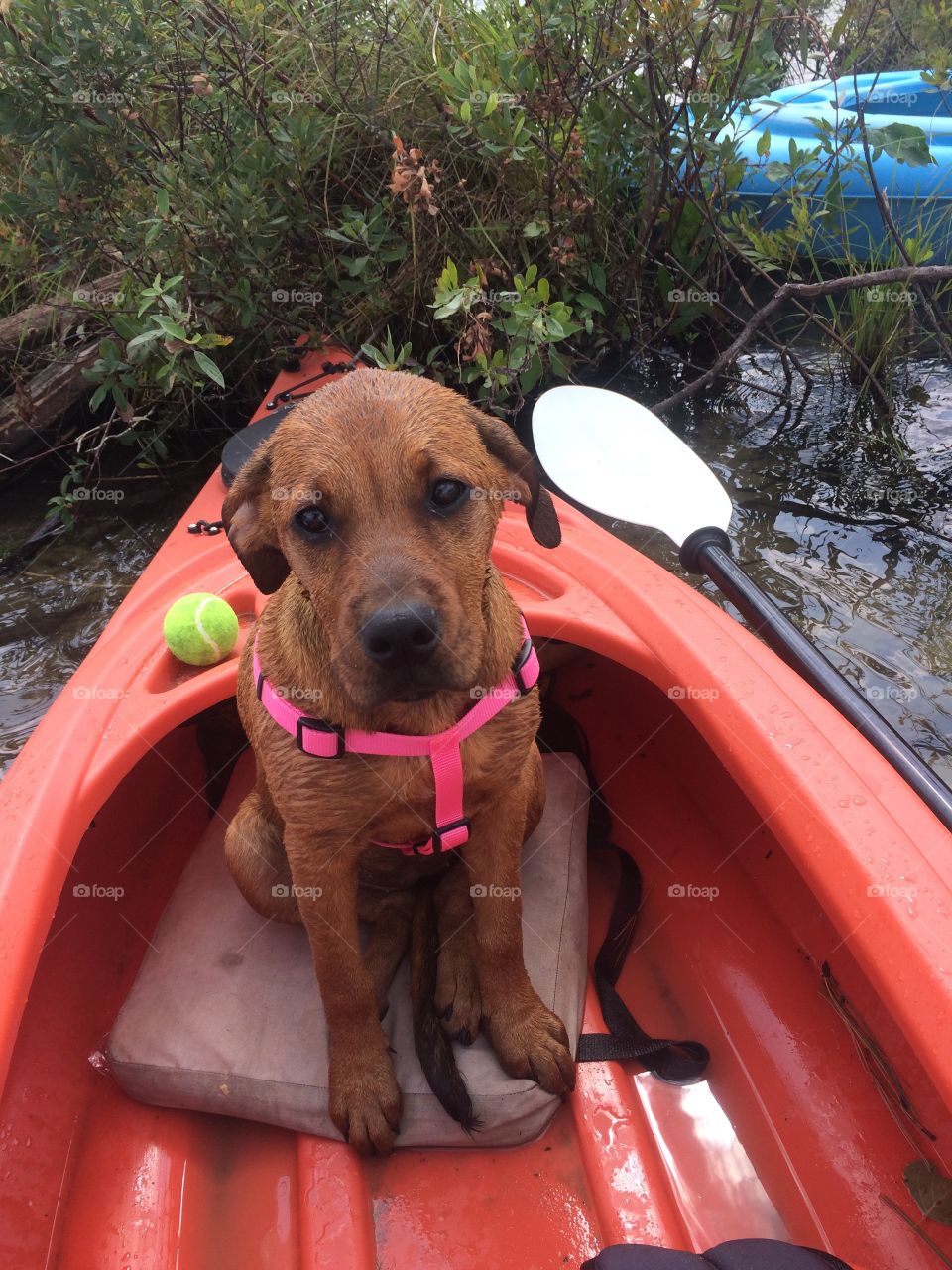 Kayak puppy 