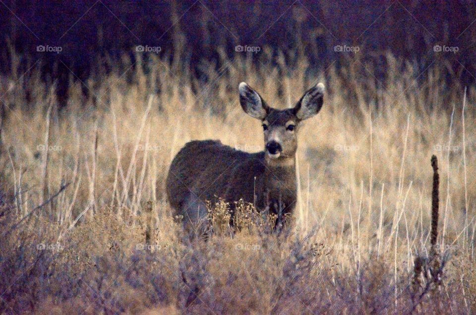 deer in grass