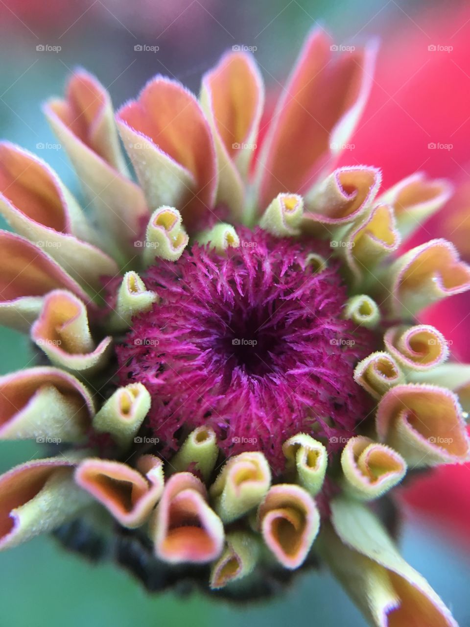 Zinnia closeup