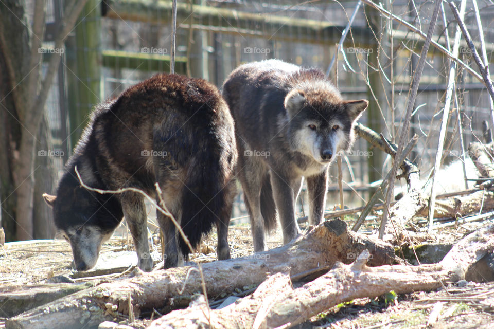 Two beautiful male wolves in their natural habitat in the freezing cold by hundreds of trees surrounding them in a wolf sanctuary. 