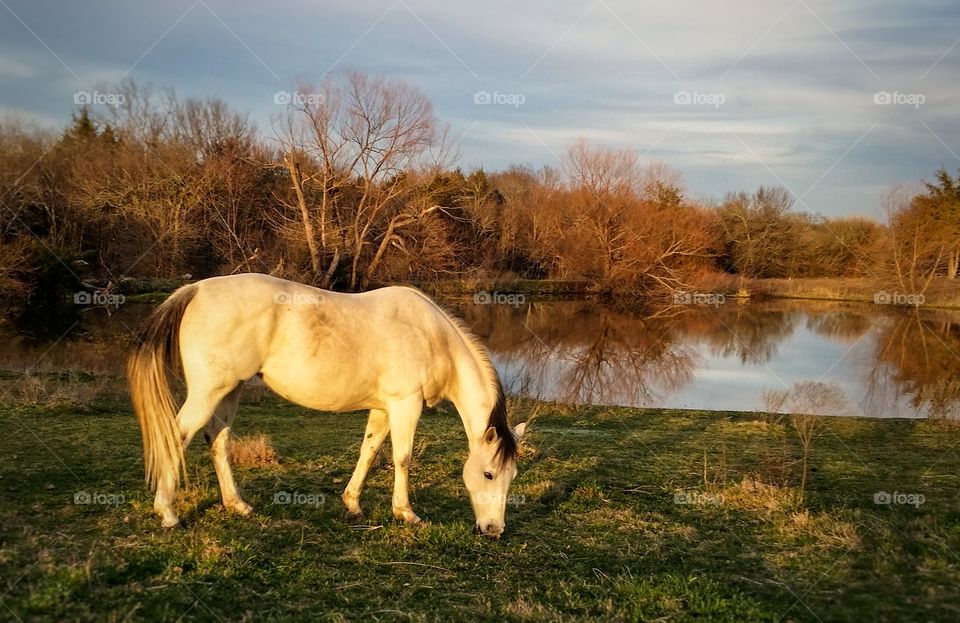 Gray Horse Grazing by a Pond in Fall