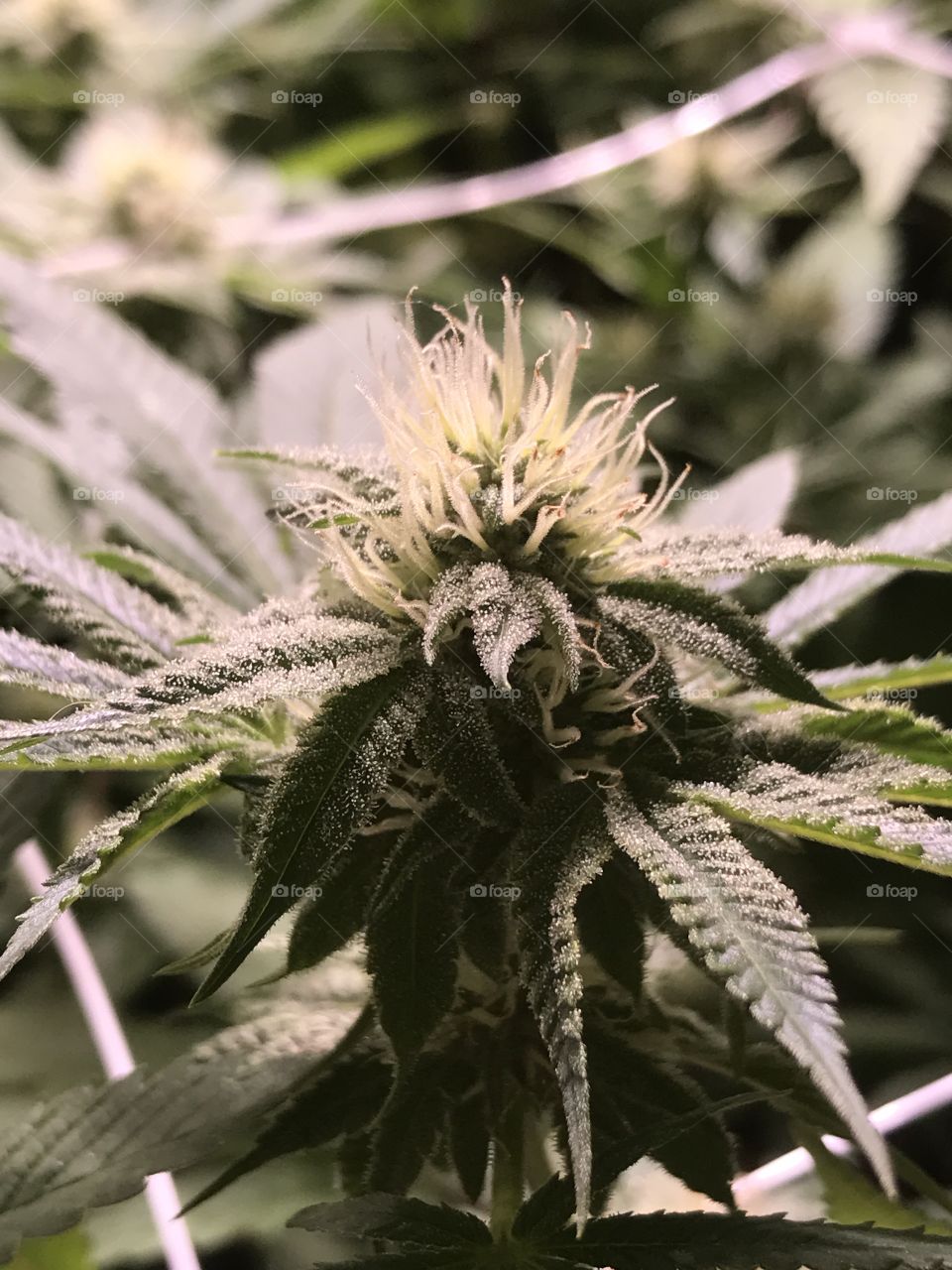 Marijuana flower