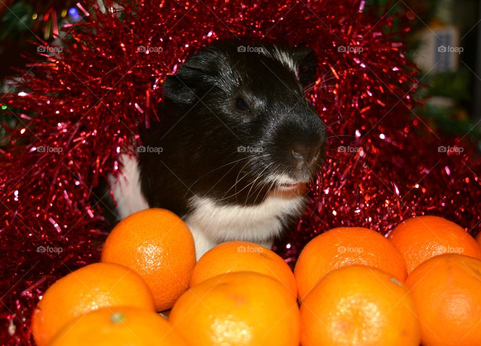 Close-up of guinea pig