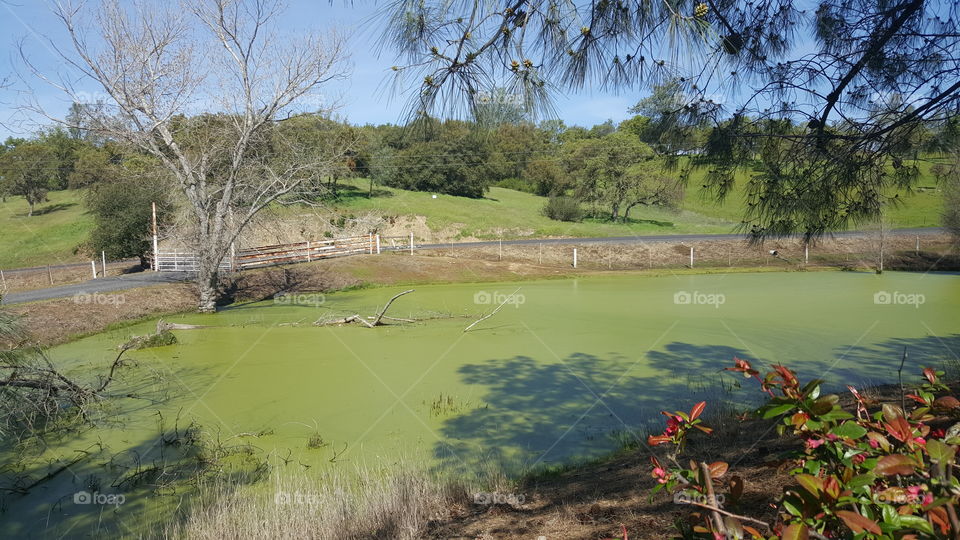 Green California Pond