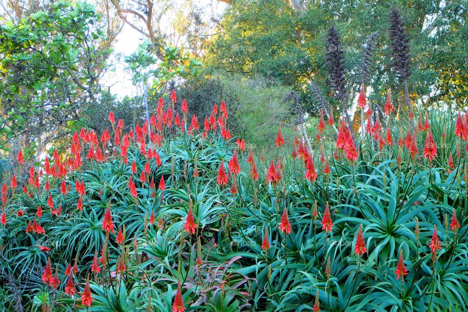 Red flowers in the forest