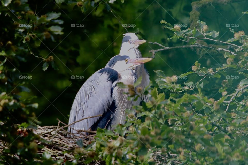 gray herons in the nest