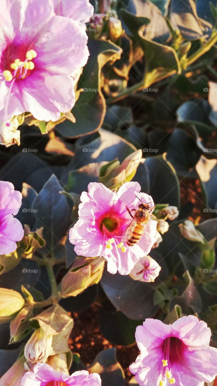 bee on flowers