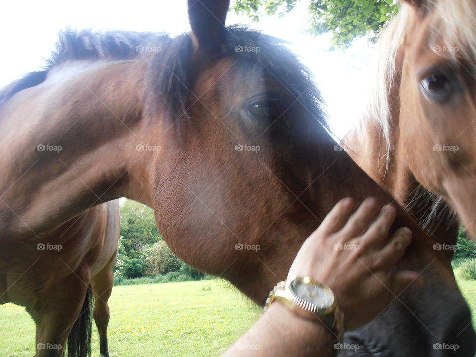 Patting A Brown Horse