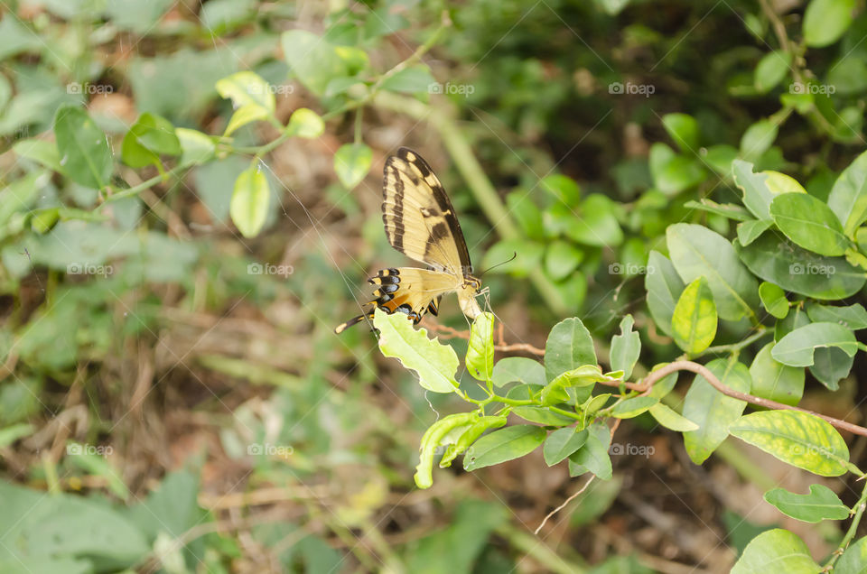 Butterfly On Lime Tree Leaf