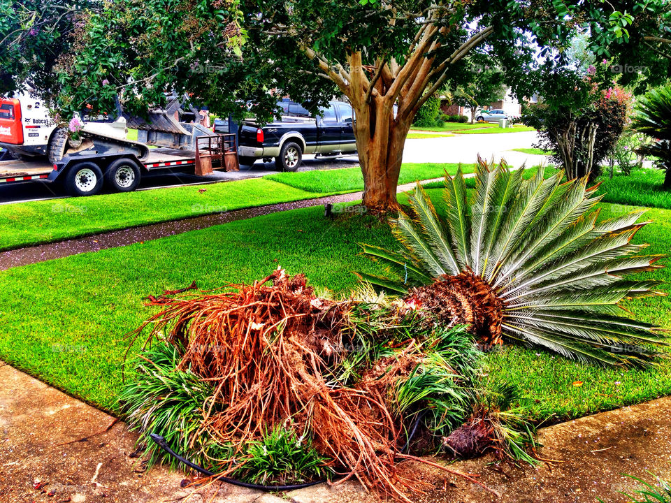 tree palm road streets by dustinrogers