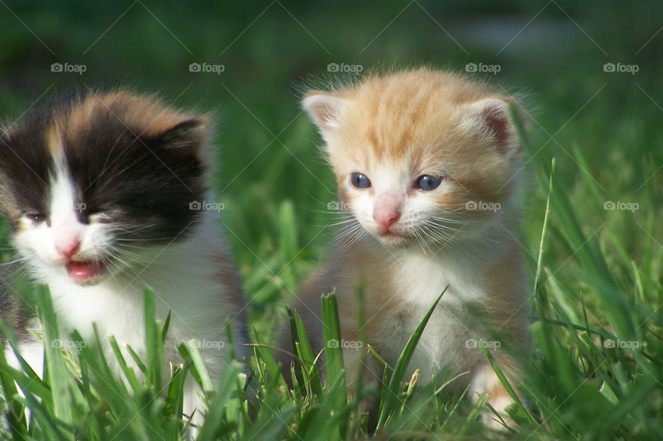 Baby Kittens Playing in the Grass Outside 