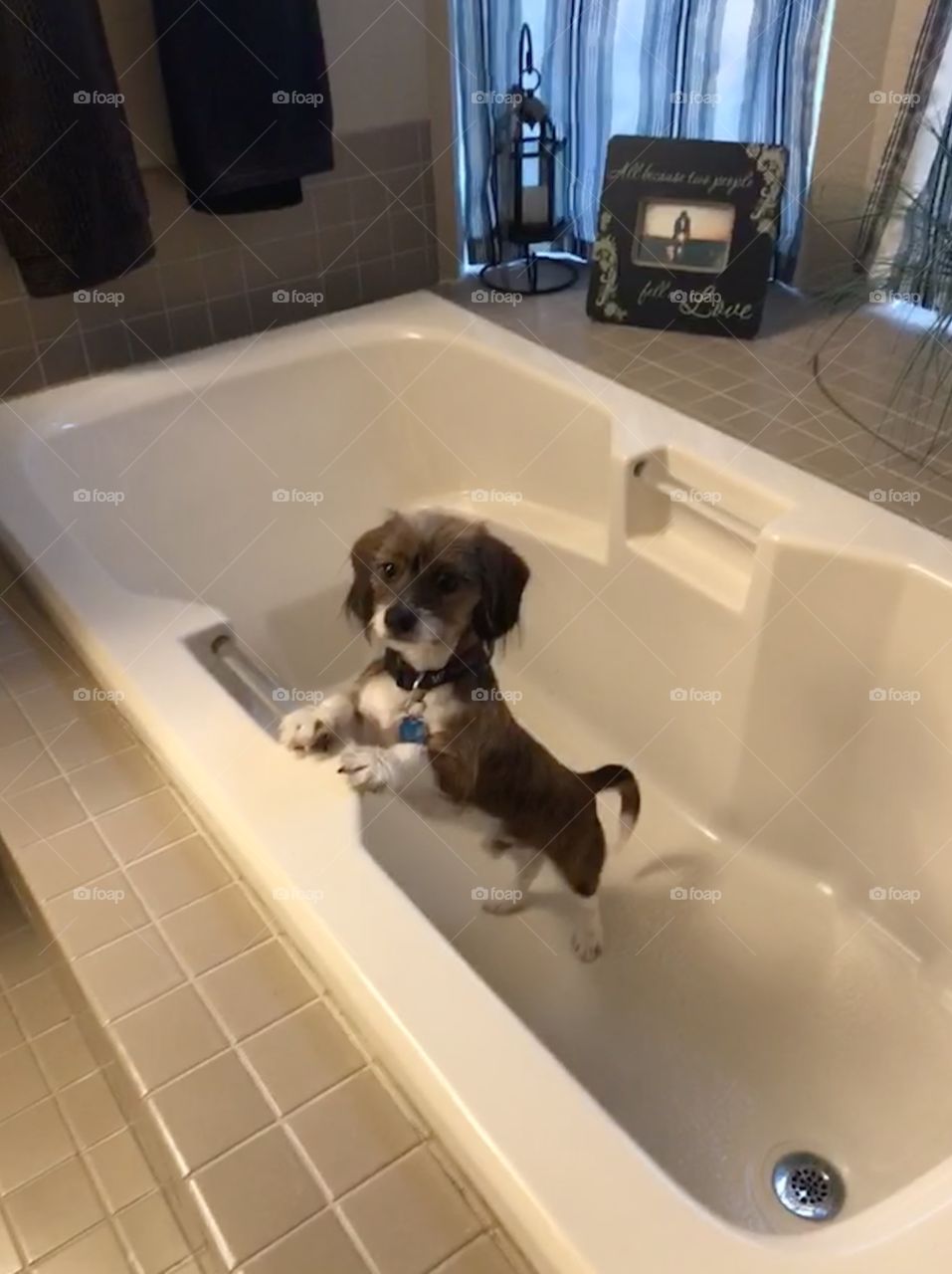 Puppy in a Bath