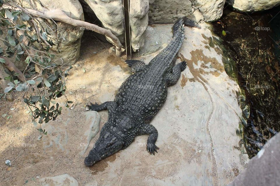 big good looking nile crocodile
