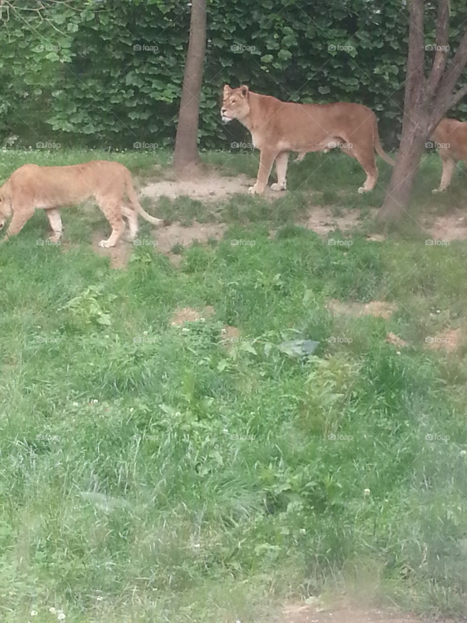 family of lion cubs in park