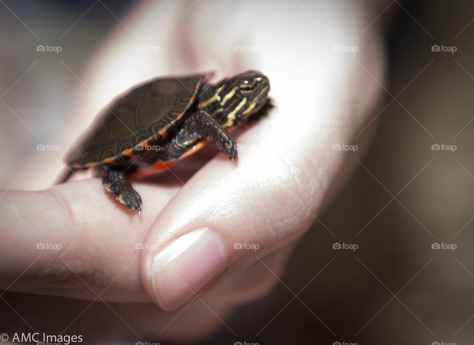 Baby turtle. Baby painters turtle that we found in the yard