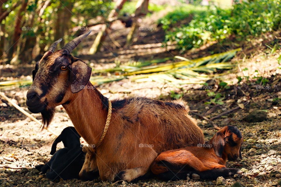 Goat family