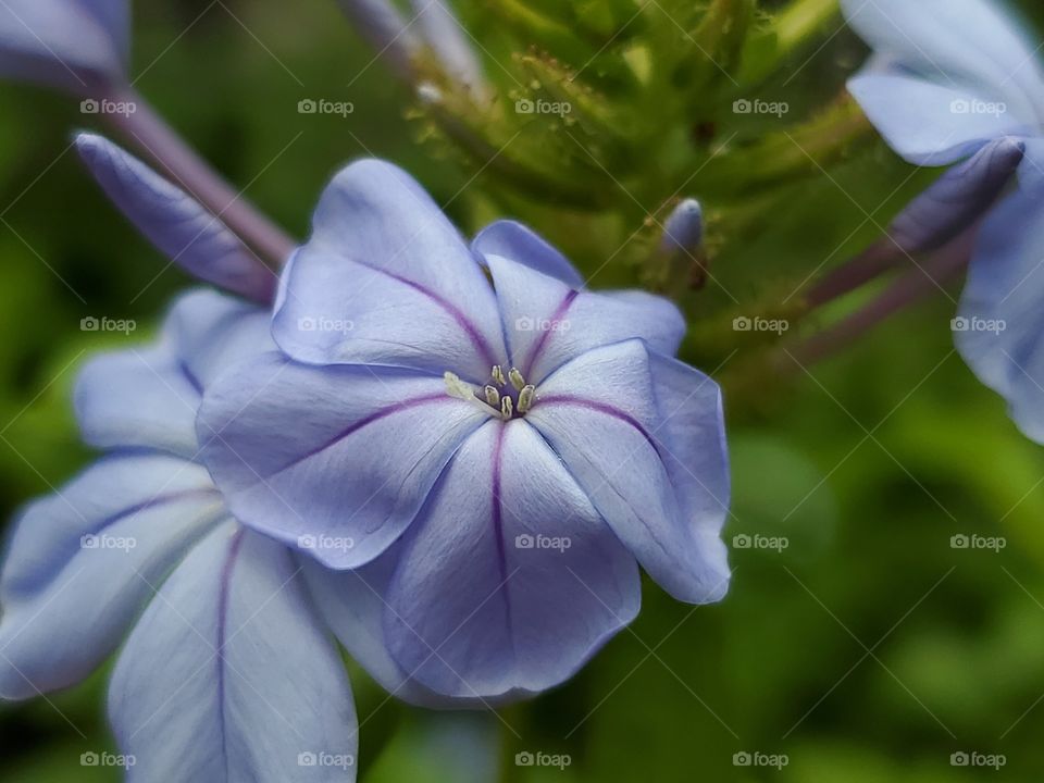 Plumbago flower