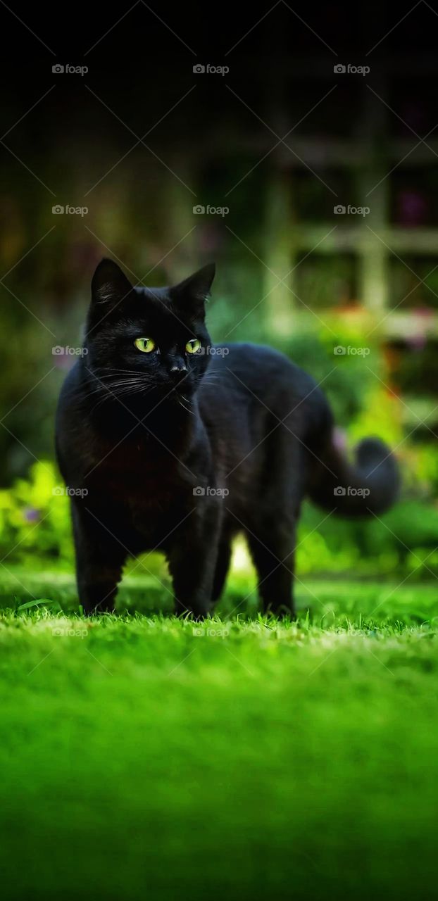 Black cat