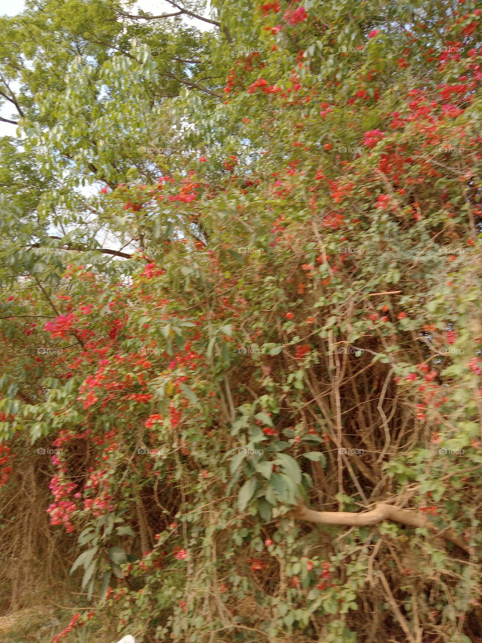 O Encanto das flores!