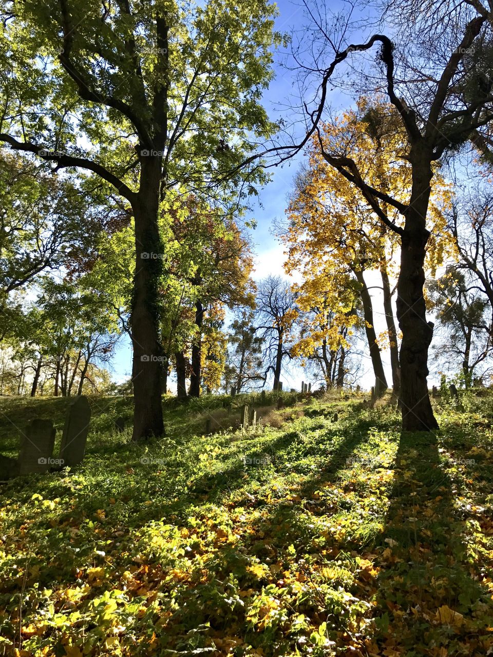 Autumn trees in forest