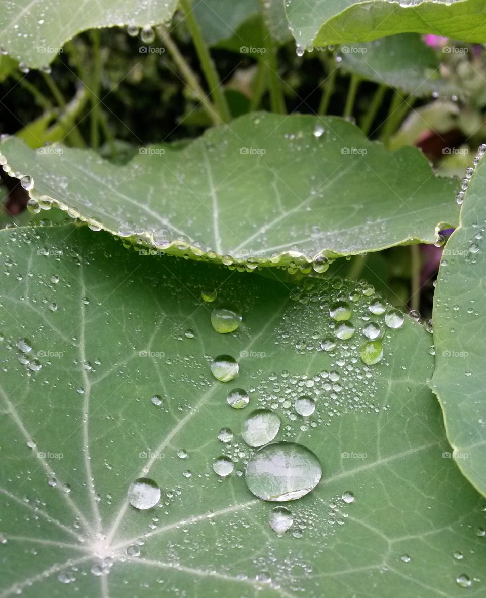 nasturtium dew. morning garden